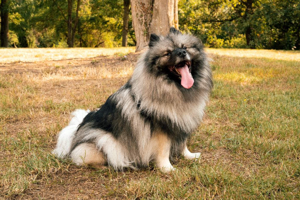 Raïka Of Sweet Fluffy Tails